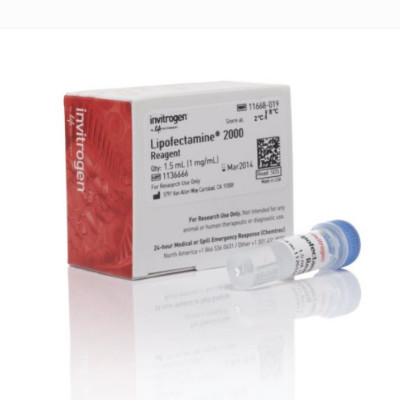 11668-019 Lipofectamine 2000（lipo2000转染脂质体）
