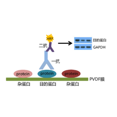 Western Blot检测(WB检测）